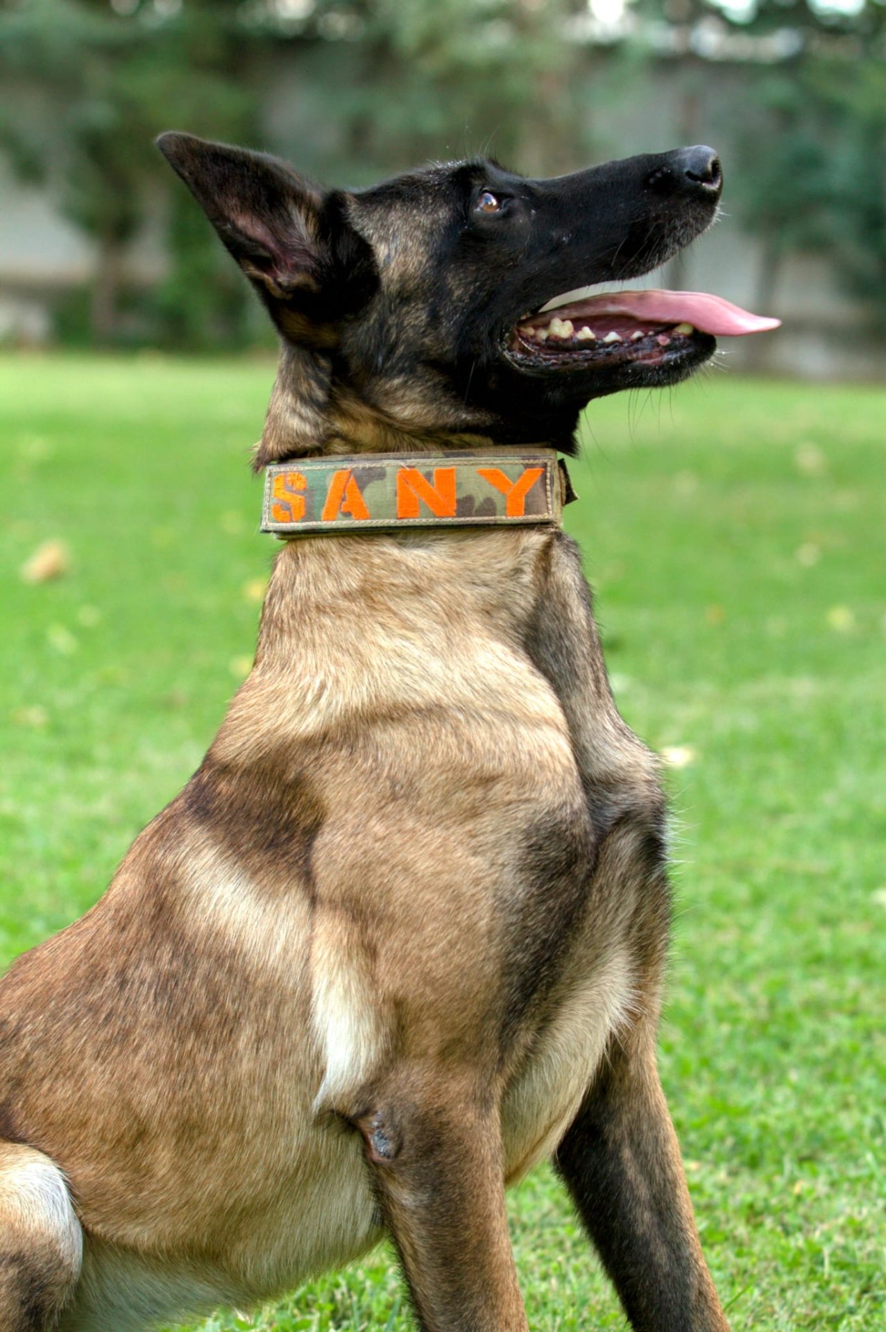 Tactical collars
