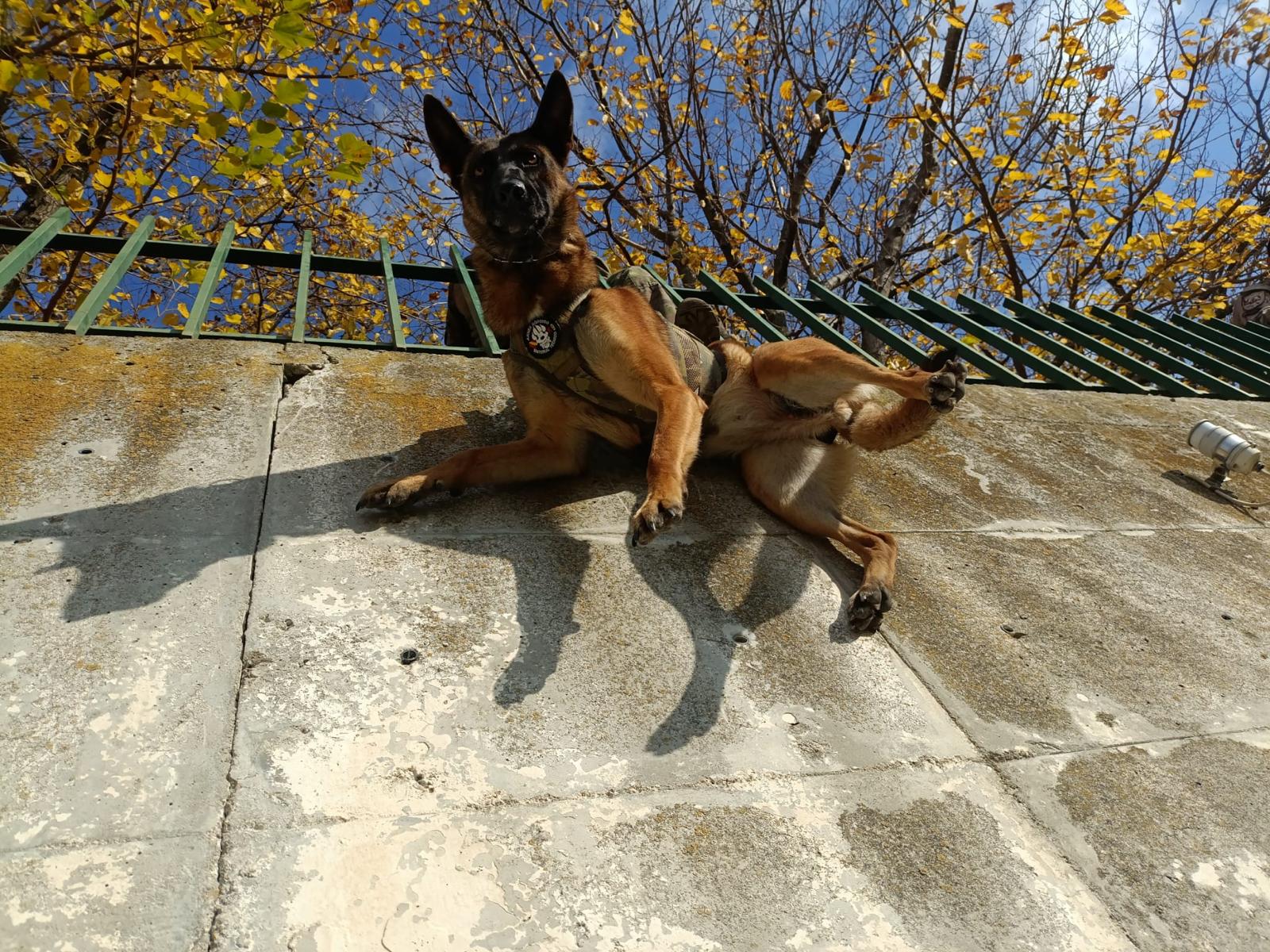 TACTICAL Harness